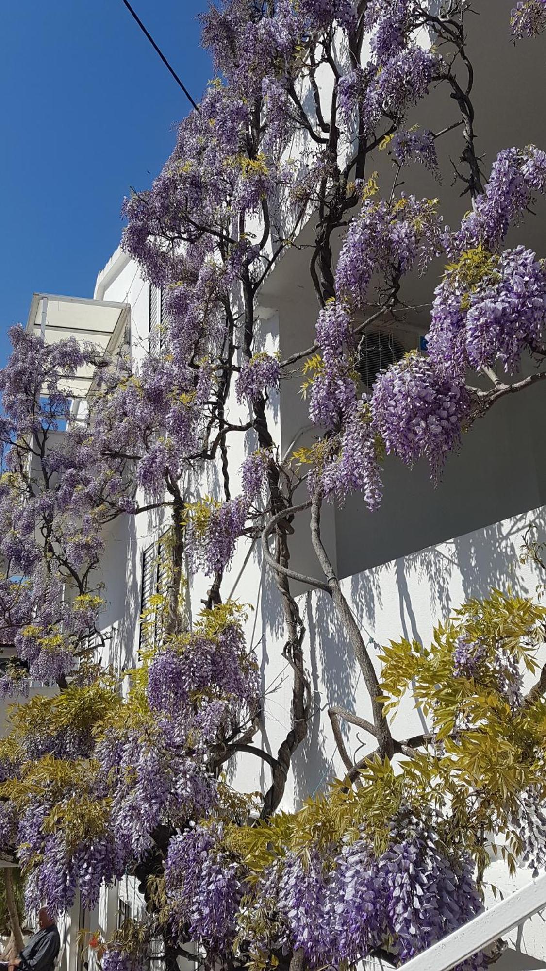 Apartmani Surlin Hvar Town Zewnętrze zdjęcie