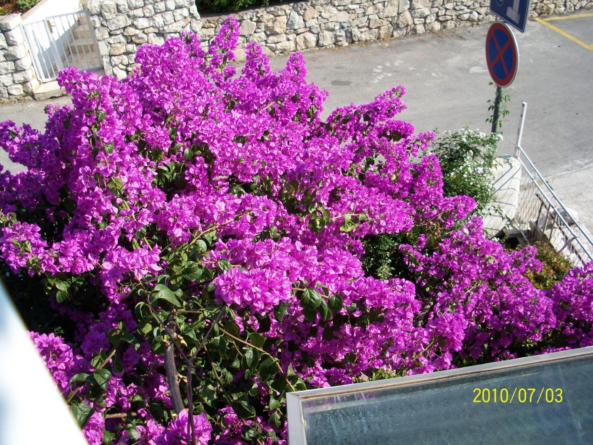 Apartmani Surlin Hvar Town Zewnętrze zdjęcie